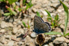 Common Blue-DSA 7316