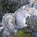 Squirrel on the Rocks 10