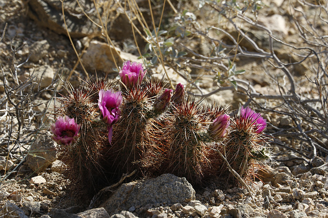 Hedgehog Cactus Hedgehog Cactus