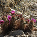 Hedgehog Cactus