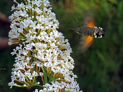Colibri moth on Buddleija