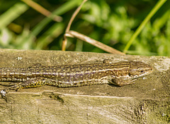 A common lizard close up..enjoying the warmth at Burton Wetlands