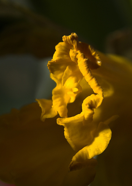 Daffodil 3 Daffodil 3