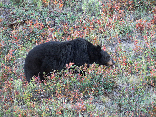 Black Bear feeding on berries
