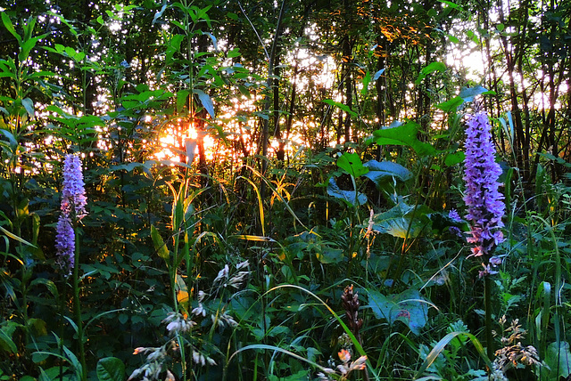 Forest border Orchid's