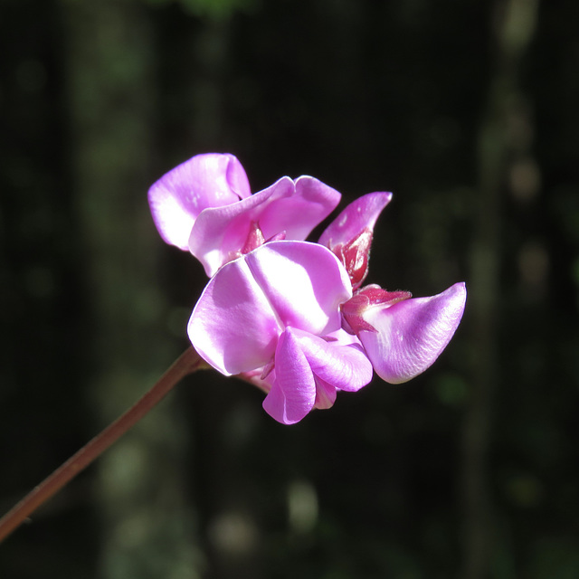 Lablab flower