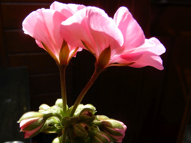 Pelargonium