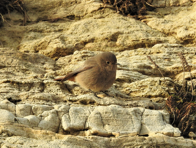 Black Redstart (Phoenicurus ochruros)