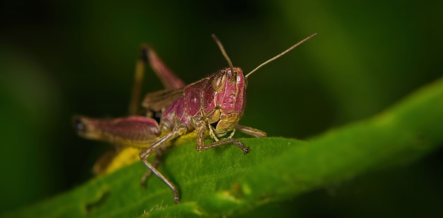 Der Gemeine Grashüpfer (Pseudochorthippus parallelus) in pink :)) The Common Grasshopper (Pseudochorthippus parallelus) in pink :)) La sauterelle commune (Pseudochorthippus parallelus) en rose :))