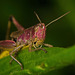 Der Gemeine Grashüpfer (Pseudochorthippus parallelus) in pink :)) The Common Grasshopper (Pseudochorthippus parallelus) in pink :)) La sauterelle commune (Pseudochorthippus parallelus) en rose :))