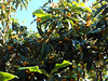 Time of medlars