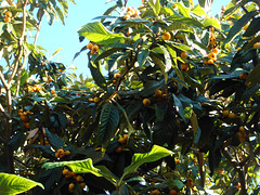 Time of medlars