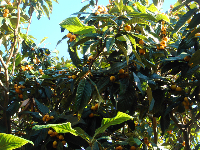 Time of medlars