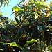 Time of medlars