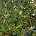 20141008 5637VRAw [D~RI] Tulpenbaum (Liriodendron tulipifera) Herbstlaub, Rinteln