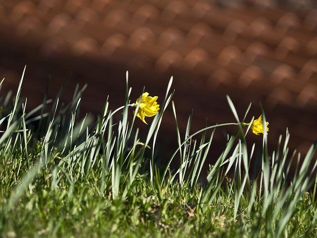 Yellow versus the roof