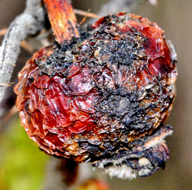 Wrinkled Rosehip