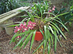 orchid in flower