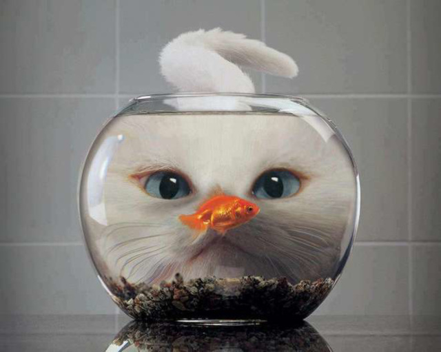 poisson-chat-L.jpg