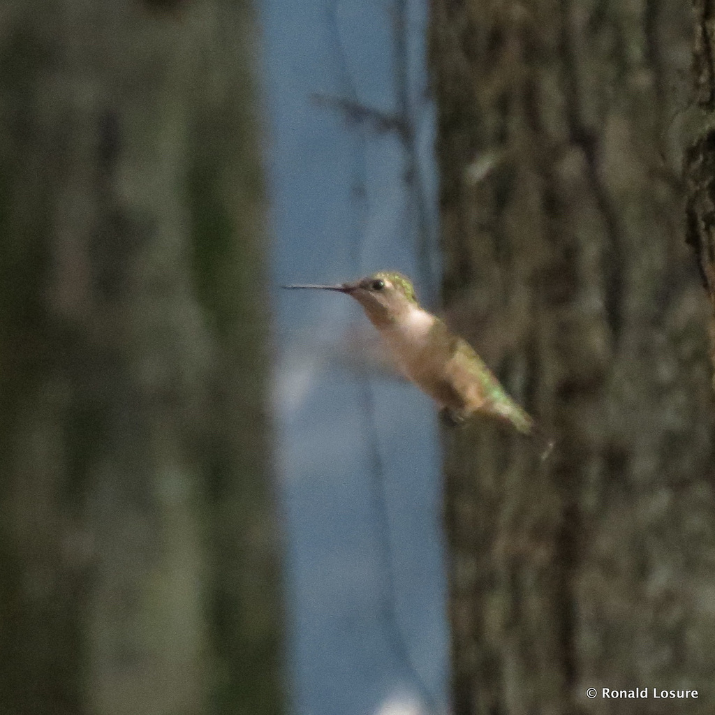 Ruby-throated hummingbird