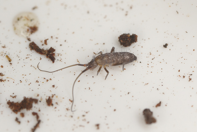 EF7A9780Springtail