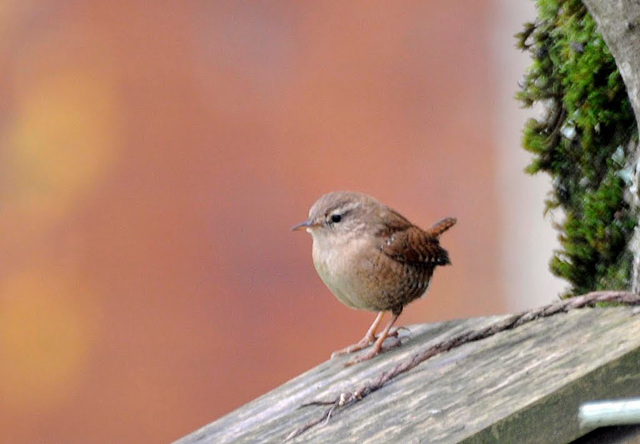 Troglodyte mignon (1)