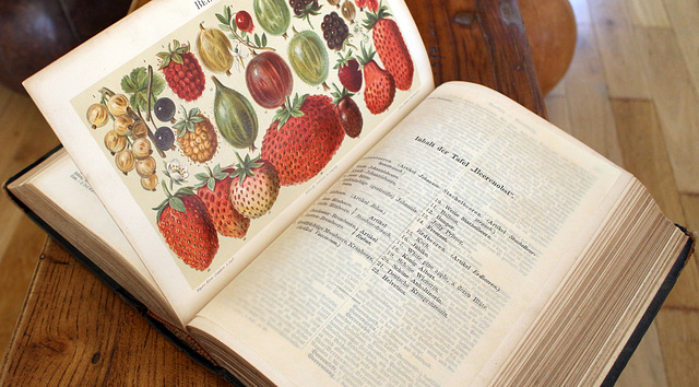 Berries (Meyer´s Encyclopedia from 1894)