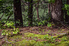 Malaxis unifolia (Green Adder's-mouth orchid)