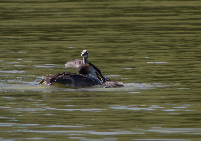 parc aux oiseaux Villars les Dombes