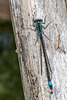 Common Bluetail-DSA 6597