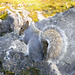 Squirrel  on the Rocks 11