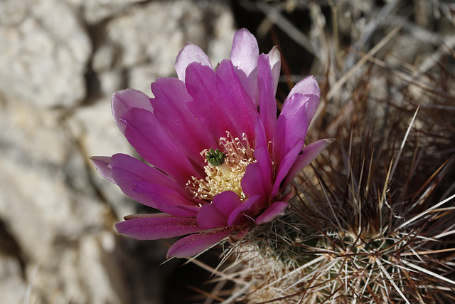 Hedgehog Cactus