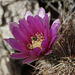 Hedgehog Cactus