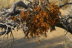 Desert Mistletoe