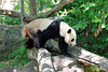 Giant Panda