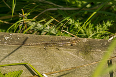 A common lizard taking in the sun