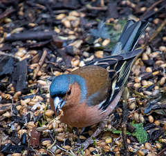 A chaffinch