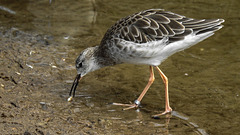 20190901 5605CPw [D~VR] Kampfläufer, Vogelpark Marlow