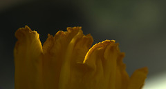 Daffodil 2