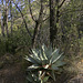 Agave and Trail