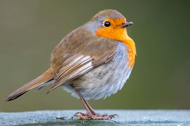 Robin