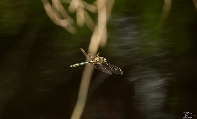 Falkenlibelle (Cordulia aenea)