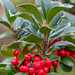 313-365, Ilex