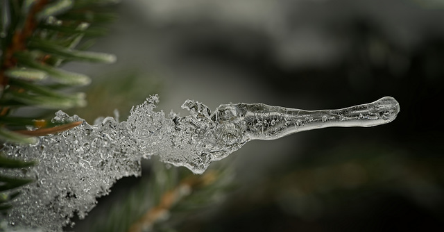 Der Kopf eines Eiskrokodils :)) The head of an ice crocodile :)) La tête d'un crocodile des glaces :))