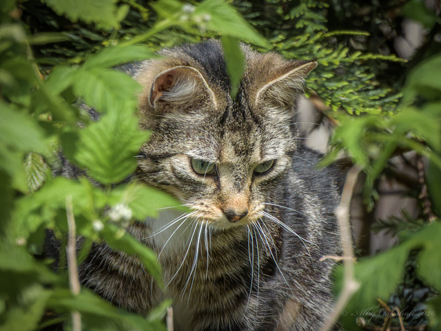 Friendly local cat-3