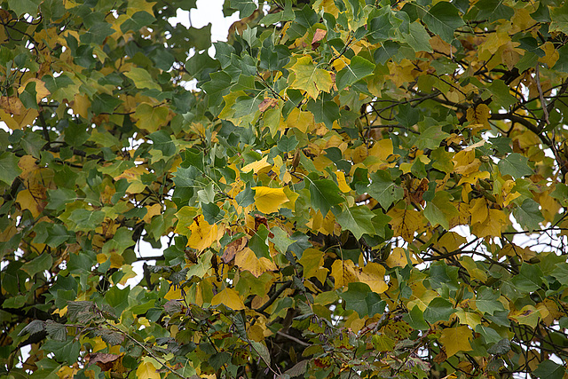 20141008 5638VRAw [D~RI] Tulpenbaum (Liriodendron tulipifera) Herbstlaub, Rinteln