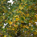 20141008 5638VRAw [D~RI] Tulpenbaum (Liriodendron tulipifera) Herbstlaub, Rinteln