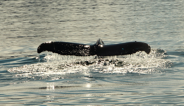 Minke Whale