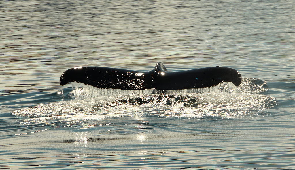 Minke Whale