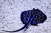 Sting Ray